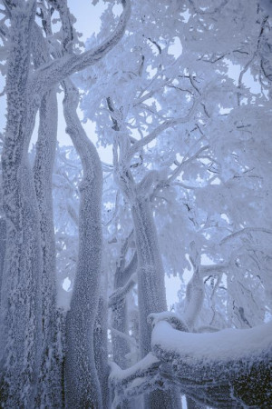 ... Winter Trees, Markus Pavlowski, Winter Wonderland, White Christmas
