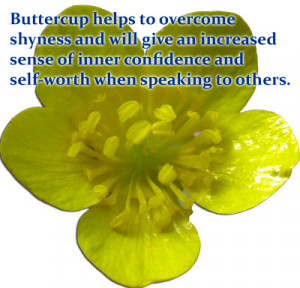 Flower Essences For The Soul