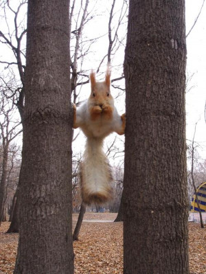 Funny Squirrel Between Trees