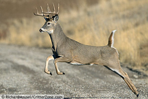 Buck Whitetail Deer Jumping