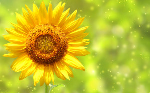 Yellow Sunflower Wallpapers Pictures Photos Images