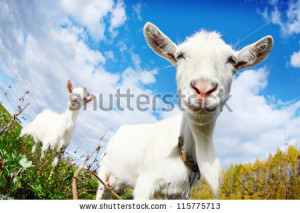Portrait of a funny goats looking to a camera over blue sky background ...