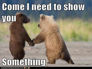 funny animal best of funny animal best of funny animal