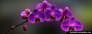 Flowers Orchids Purple Cover Photo
