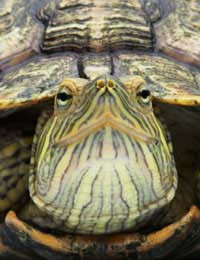 Aquatic Pet Turtle