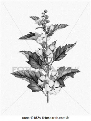 ... Stock illustration - marshmallow plant. fotosearch - search clip art