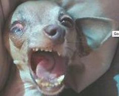 Funny Animal Kissy Face Funny face