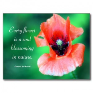 ... Flower Is A Soul...Poppy Photography & Quote Postcards by time2see