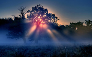 Morning Sun Rays With Fog | 1440 x 900 | Download | Close