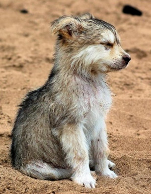 Wolf pup.