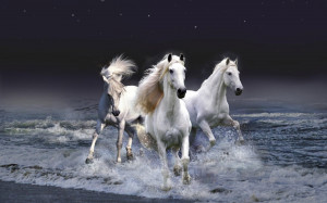 Caballos blancos saliendo del mar - White horses in the sea