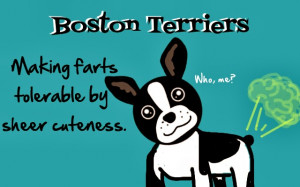 That Boston Terrier Life