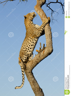 Royalty Free Images Monitor