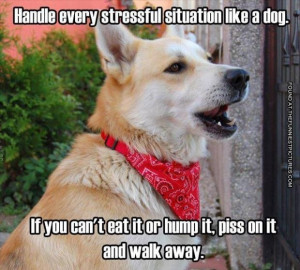 Dogs can handle stress