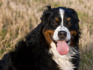 Pin Dogs Wallpapers Big Dog Boerboel Wallpaper On Pinterest