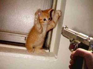 Funny Cat Picture With Big Eyes Funny Quotes And Sayings