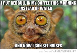tarsier monkey animal wide eyed coffee redbull see sounds funny pics ...
