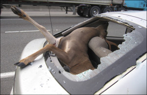 Deer stuck in back of a Hyundai after crash on I-5 south near Lacey ...
