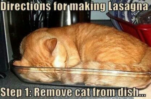 Lasagna cat #meme #funny #garfield?