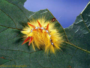 Sycamore Moth Acronicta Aceris Caterpillar Europe