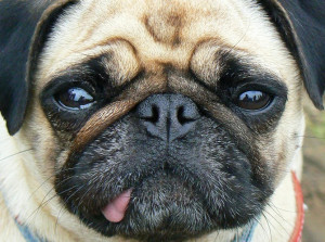 12 Dog Quotes For National Dog Day That Prove Dogs Are The Greatest ...