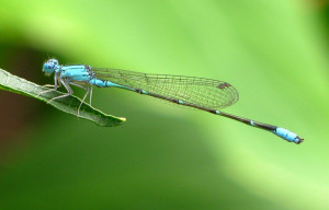 Dragonfly Pictures HD Wallpaper 23