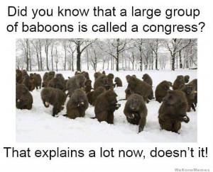 large group of baboons is called a congress