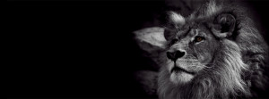 lion-black-facebook-cover