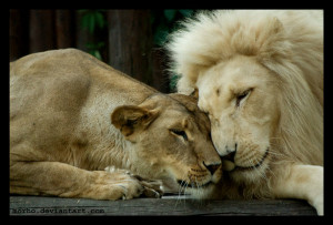 lion love by morho