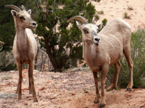 The expressions on these bighorn sheeps' faces made me think that the ...