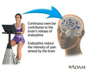 continuous exercise contributes to the brain’s release of Endorphins ...