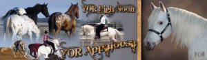 YOR Weanling Appaloosa For Sale ~ YOR Yearling Appaloosa For Sale ~ 2 ...