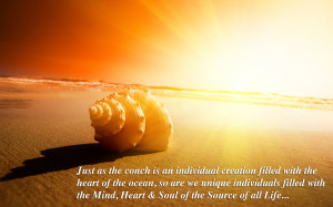 shell on the beach image