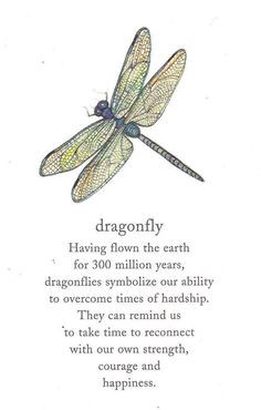 Tattoo, Dragonflies Quotes, Dragonflies Tattoo, Tattoo Dragonflies ...
