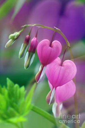 Bleeding Heart Vine- one of my favorite flowers as a kid!