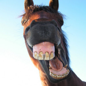 It's Funny Horse Pictures !!!