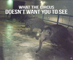 BoyCott Ringling Bros Circus! Ringling Bros. and Barnum Bailey Circus ...
