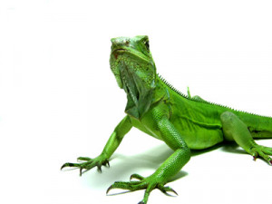 Exotic Reptile Pets Of exotic pets from pocket