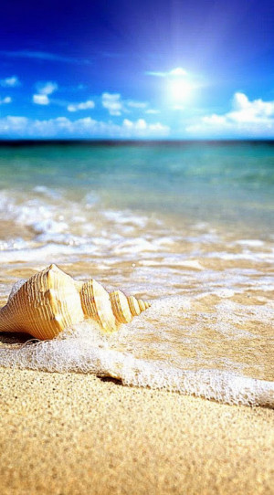 HDScreen Summer beach sunshine sand splendor seashell paradise