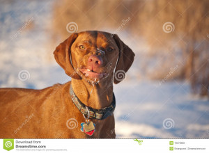 Stock Photo Vizsla Dog Winter With Funny Expression