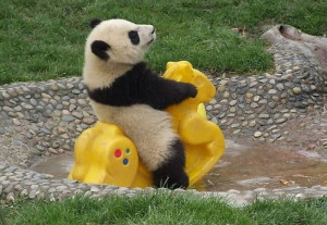 Baby panda rides a toy in the water pond at the sanctuary. Photo #23 ...