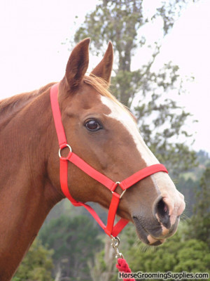 Discuss Best horse photo you have taken.....**New Category** at the ...