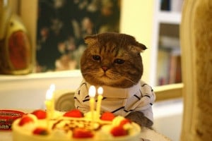 Birthday Cat is Depressed