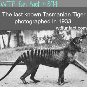 Tasmanian tiger pictures - animals fact you guys should look up this ...