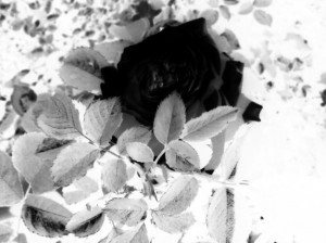 black rose raman tags black rose sad love tags black rose sad love ...