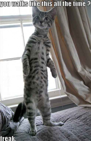 Funny Random Cat Pictures With Quotes | Image 64 of 71.