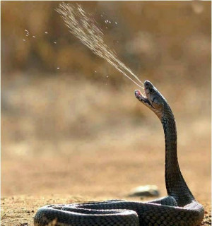 Funny Snake (1)