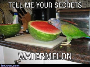 Watermelon Secrets Iscute