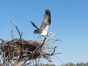 Leaving The Nest Osprey leaving the nest