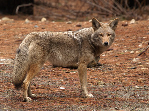 Yosemite Sam Quotes and Sound Clips